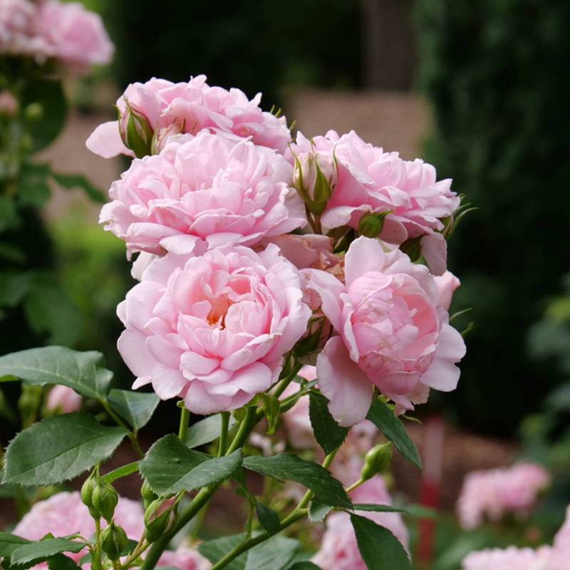 Romantic pink rose flower cluster